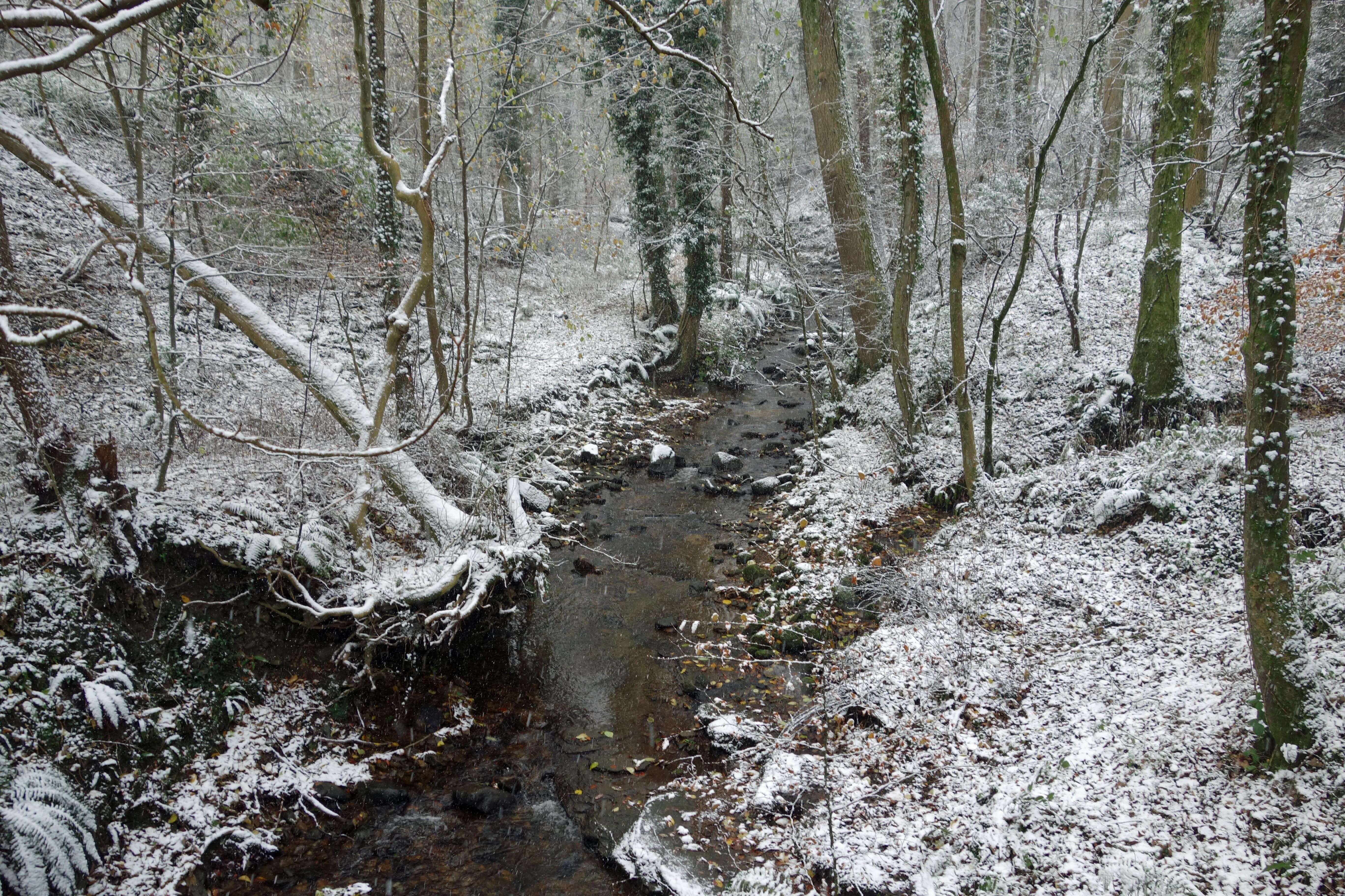 Tarn Brook in Sarney's Wood