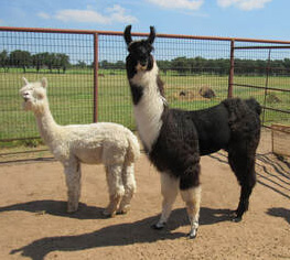 alpaca and llama