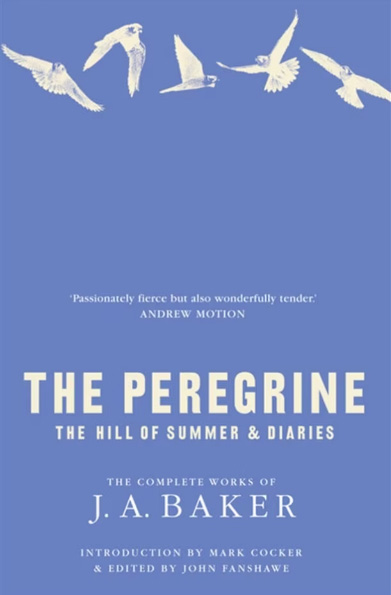 the peregrine