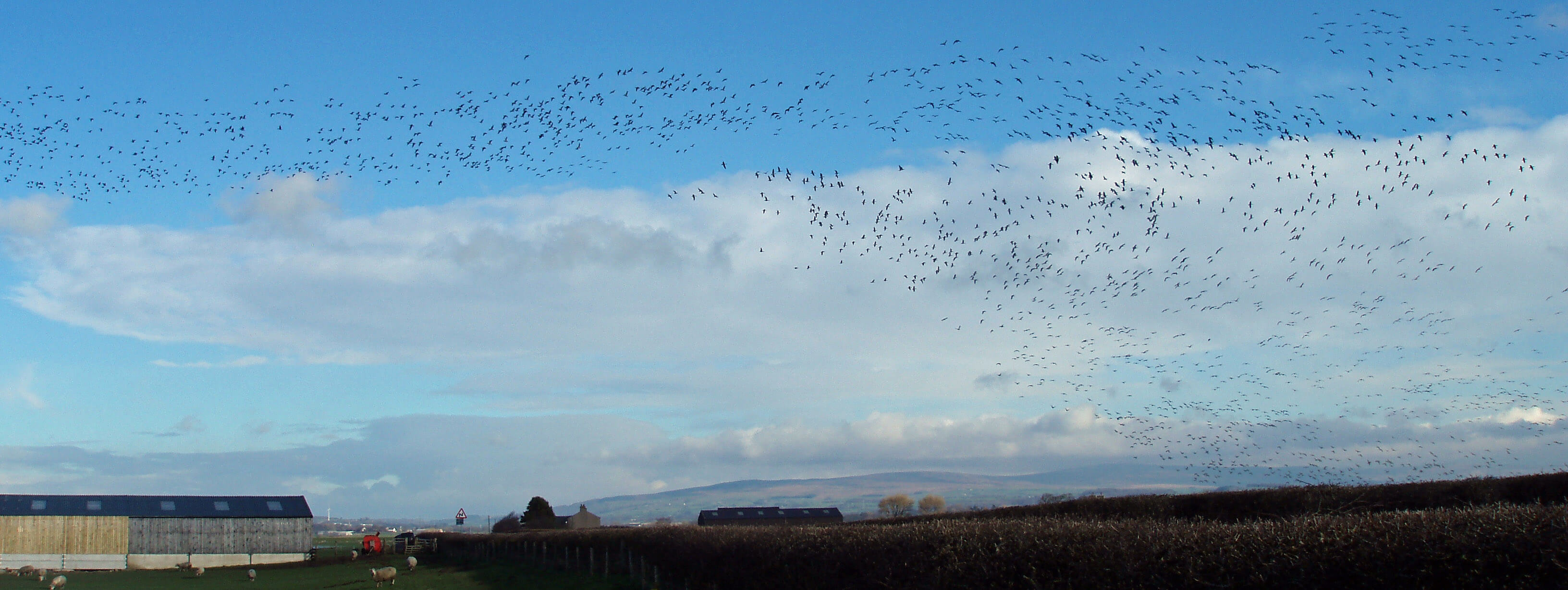 pink footed geese