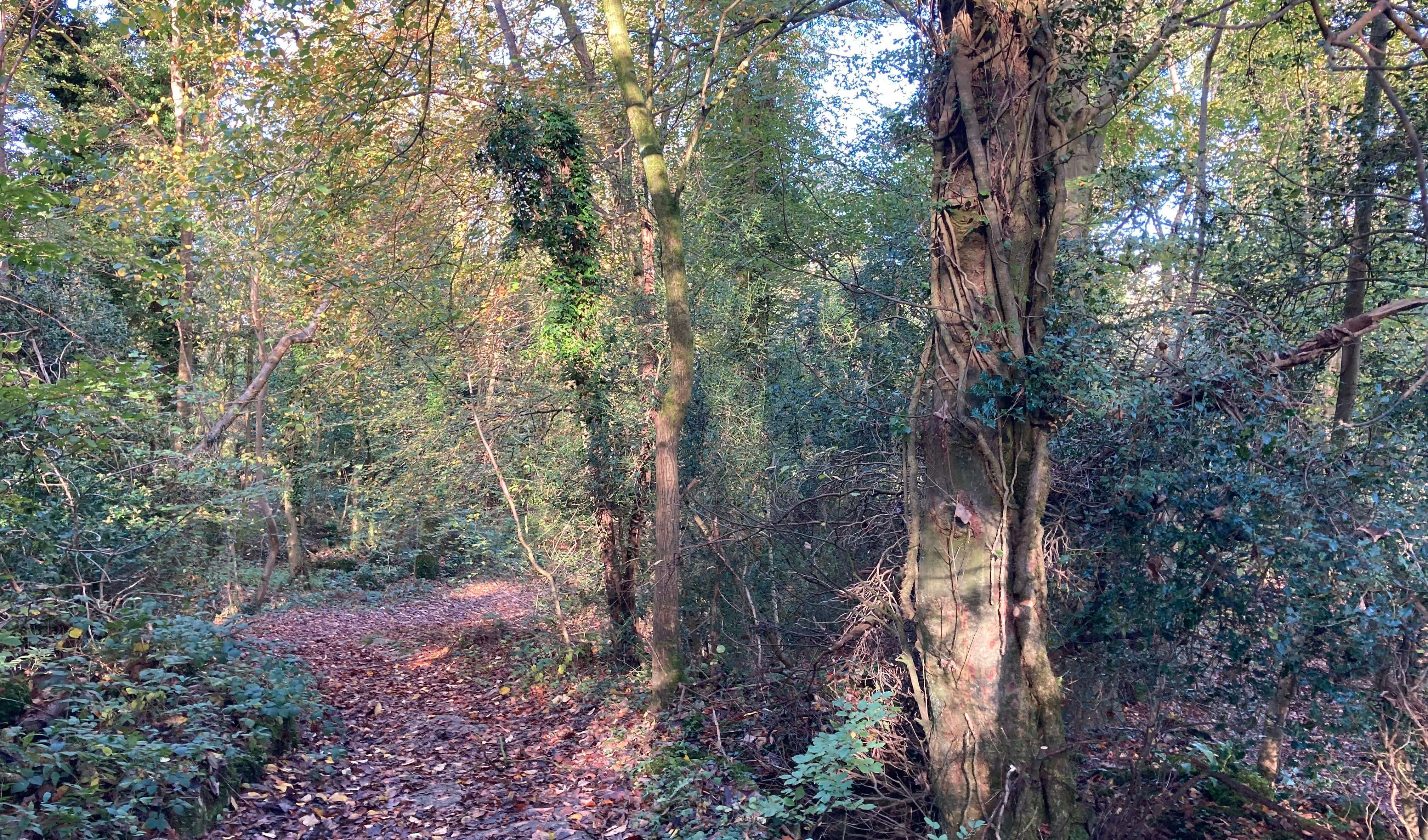 Cringlebarrow Wood