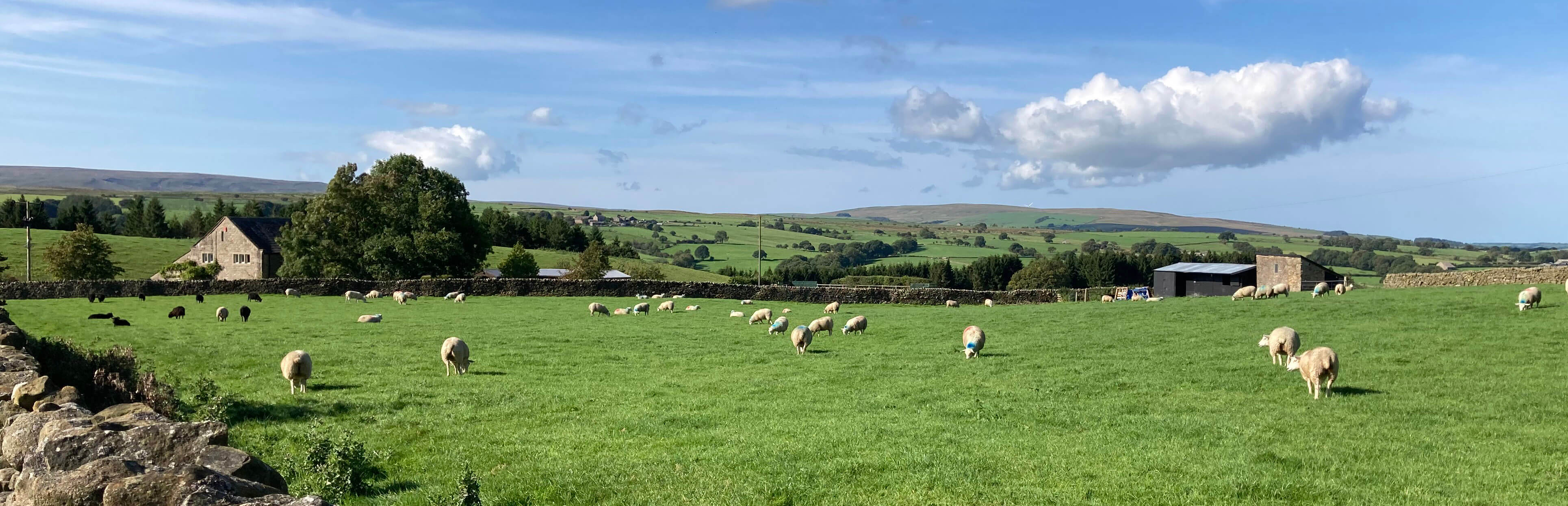 sheep field