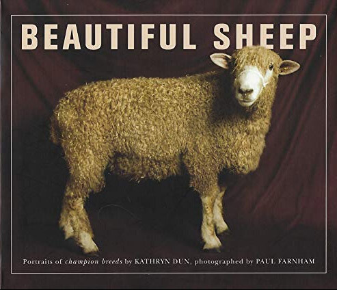 beautiful sheep