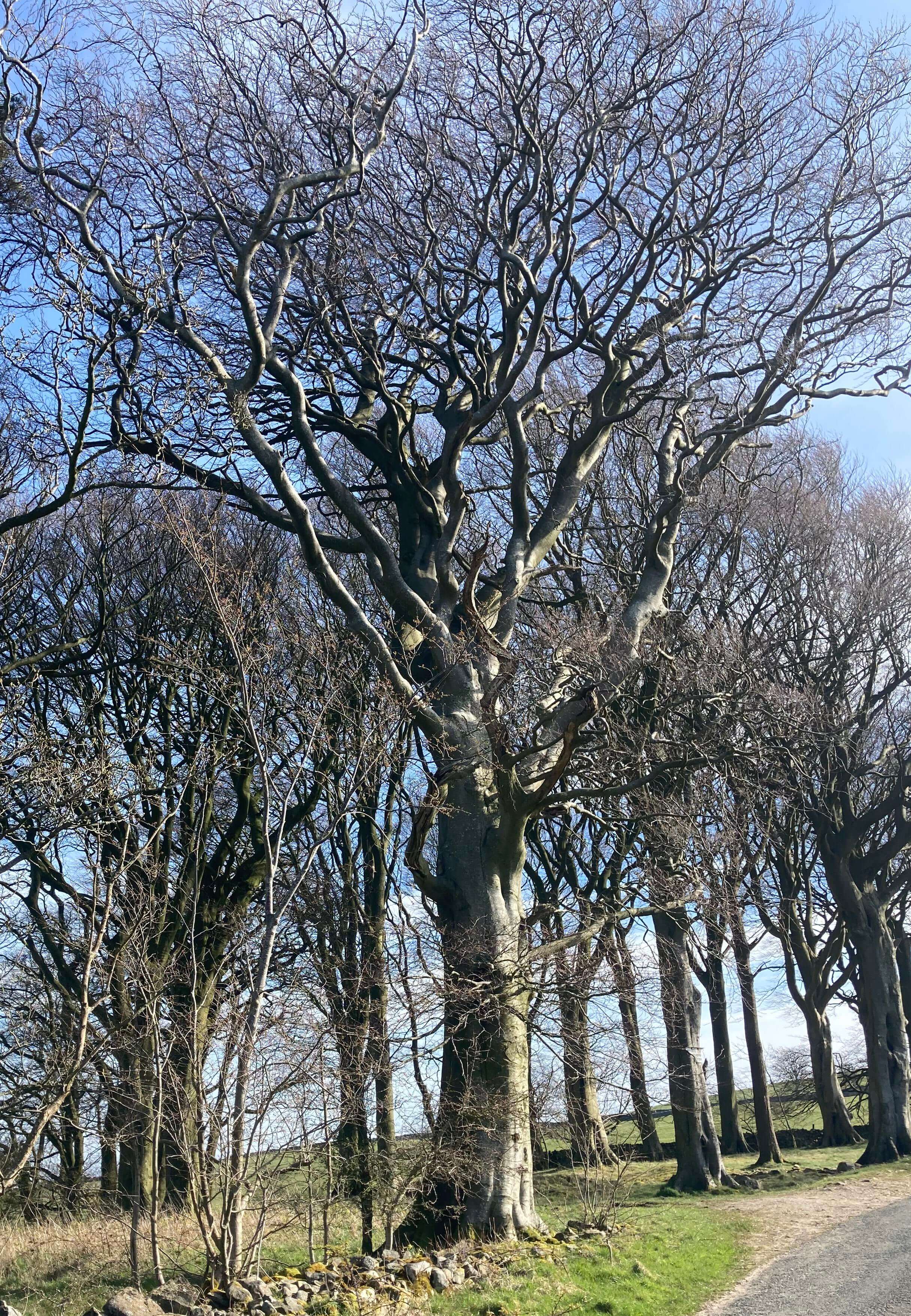 beech