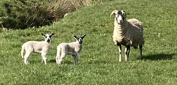 sheep