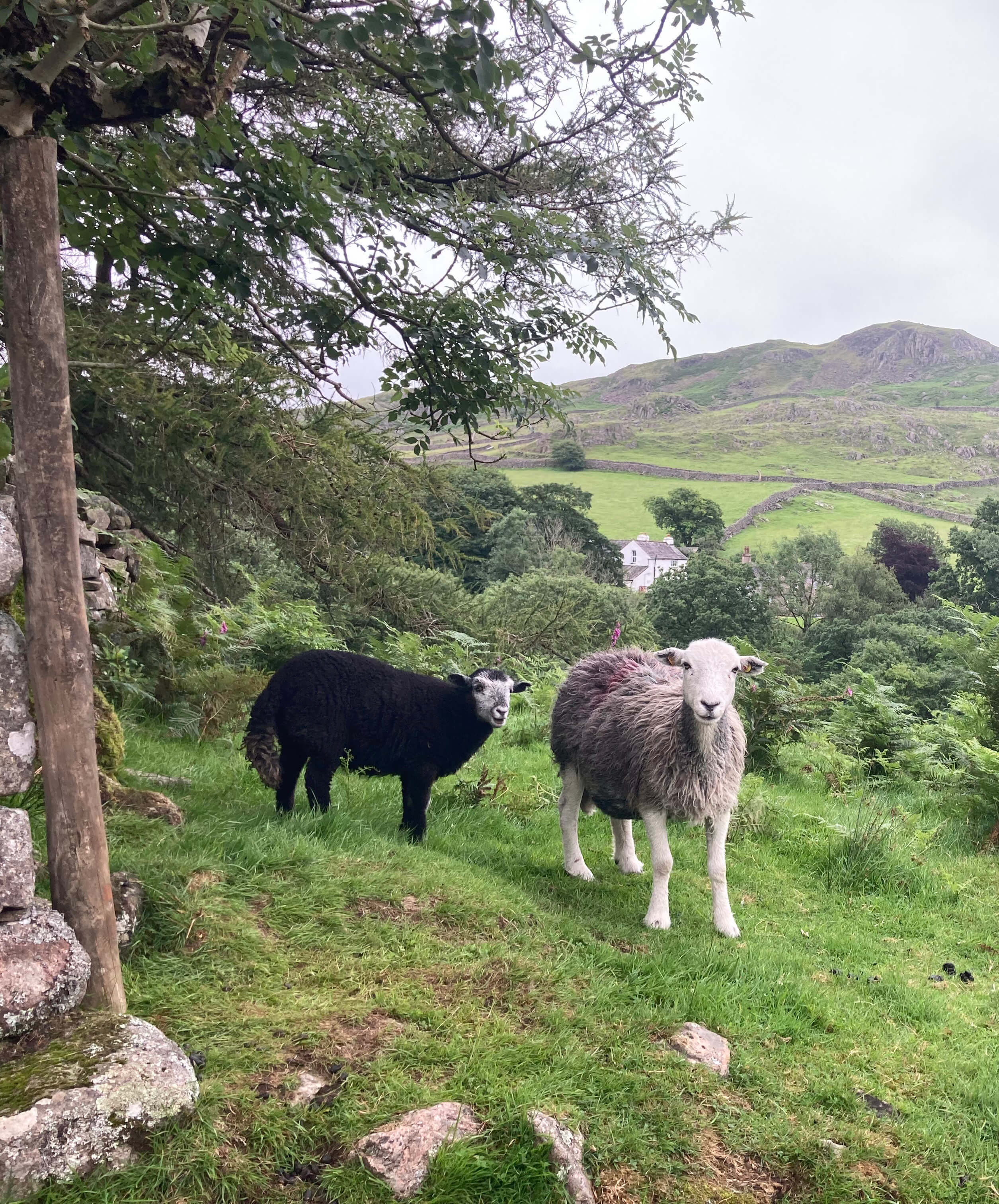 2 sheep