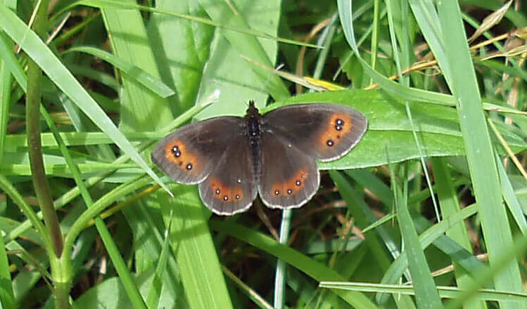 scotch argus