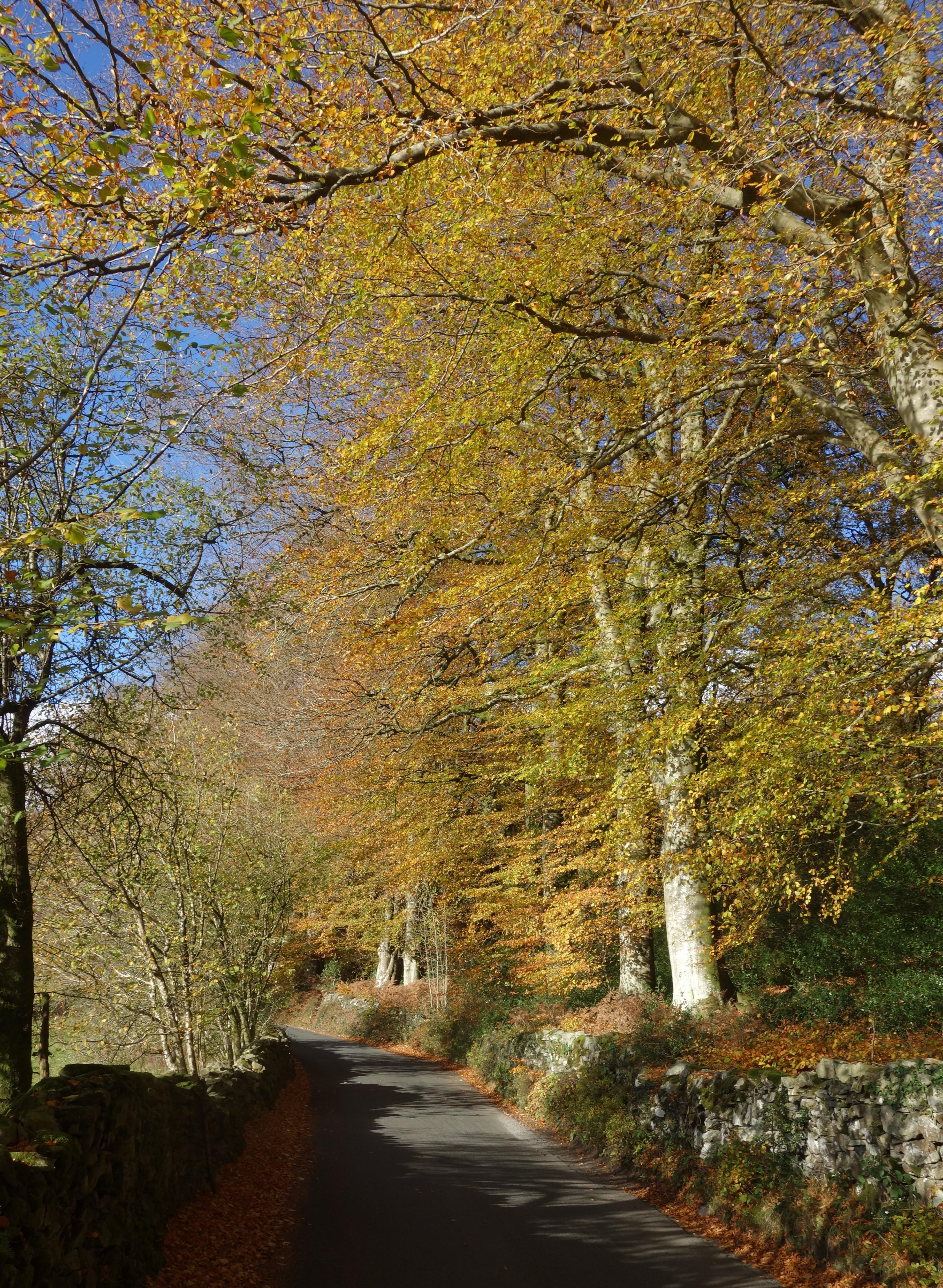 beeches