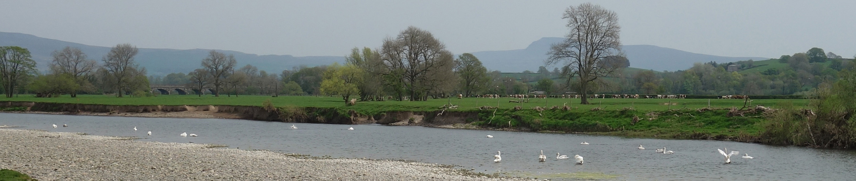 swans on Lune