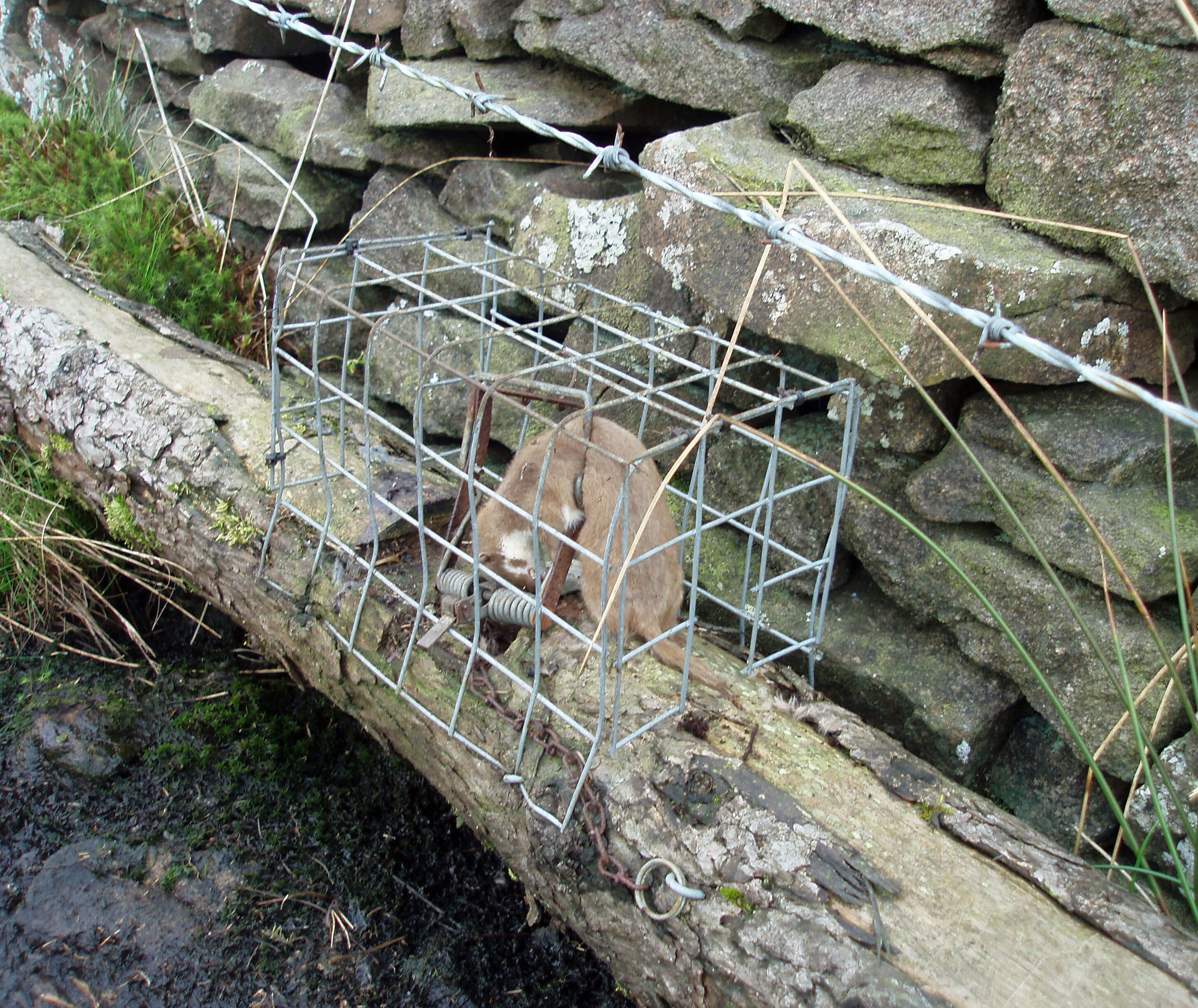 Weasel trap