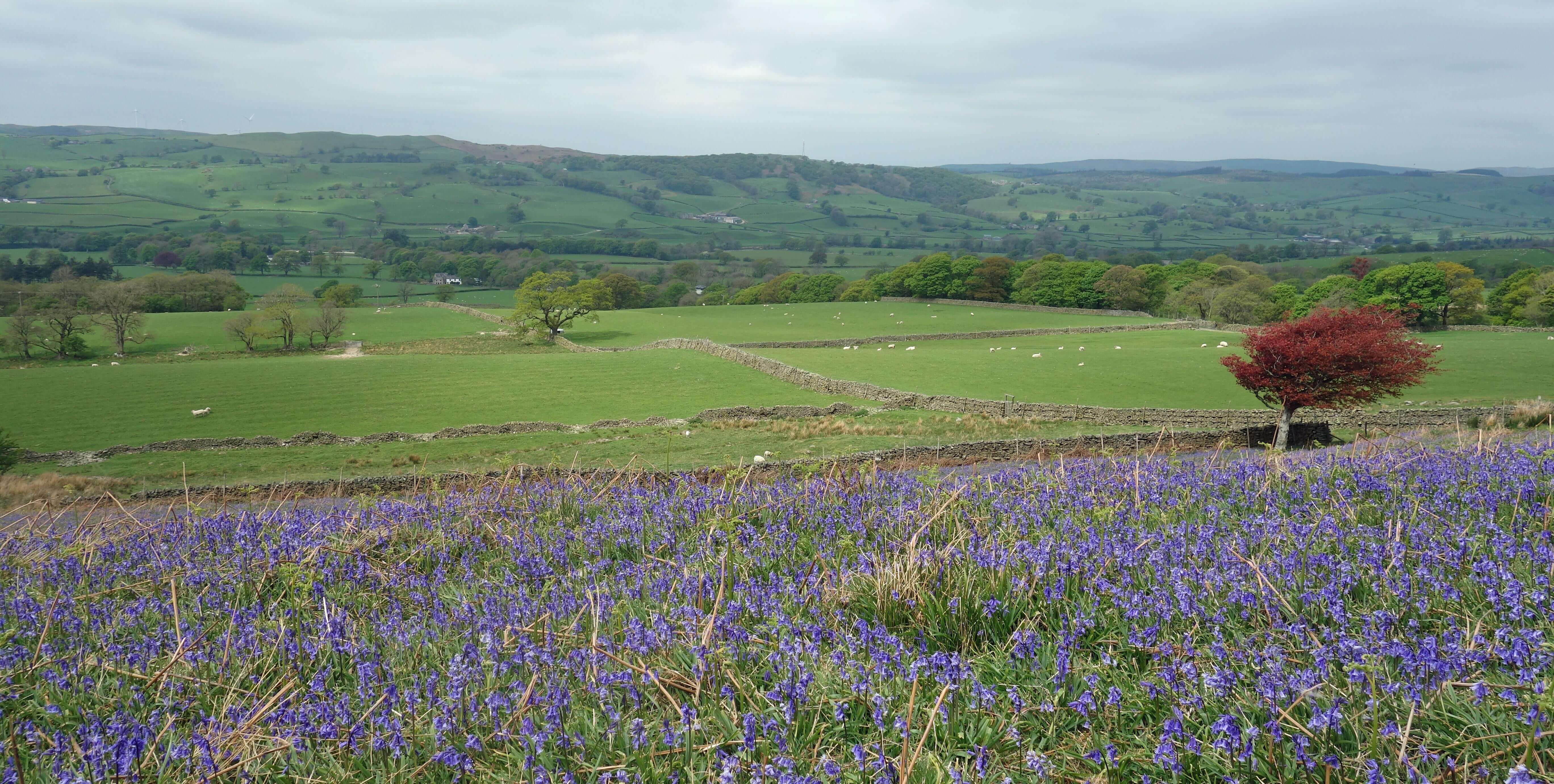 Bluebells, copper-beech and Lune valley