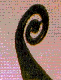 drakkar logo